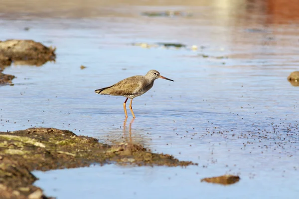Redshank looking for a meal — Stock Photo, Image