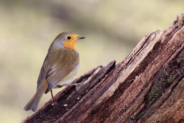 Bir dal üzerinde tünemiş robin — Stok fotoğraf