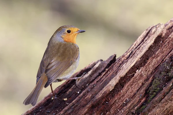 Robin, posazený na větvi — Stock fotografie