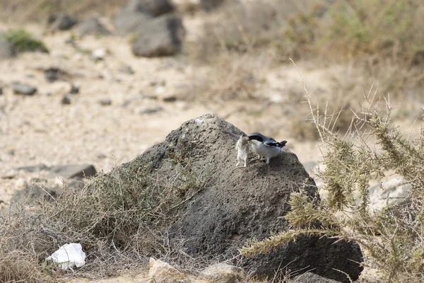 Zuidelijke Grey Shrike met een muis — Stockfoto