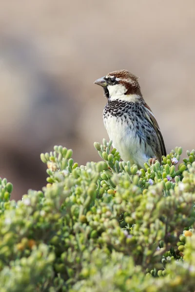 Wróbel Perched na zakładzie — Zdjęcie stockowe