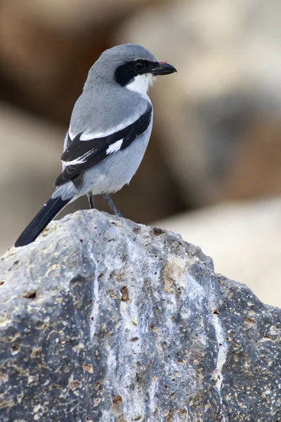 Südlicher Grauwürger — Stockfoto