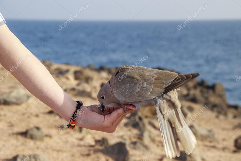 Collared Dove feeding from a hand Stock Photo by ©chris2766 70990309