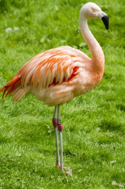 Flamingo ayakta çimenlerin üzerinde