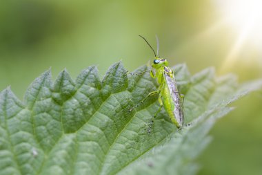 Yaprak üzerinde tünemiş Rhogogaster viridis