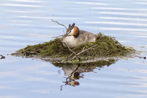 Gran Grebe Crestado — Foto de Stock