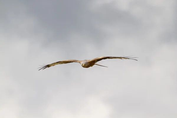 Röd drake under flygning — Stockfoto