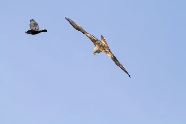 Röd drakar under flygning — Stockfoto