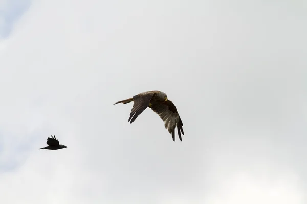 Röd drakar under flygning — Stockfoto