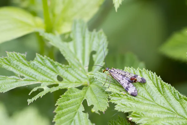 Скорпион муха сидит на листе — стоковое фото