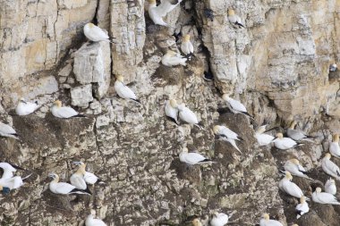 Gannet Colony adlı bempton kayalıklarla