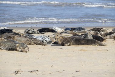 Plajlar Horsey, üreme üzerinde gri mühürler