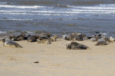 Plajlar Horsey, üreme üzerinde gri mühürler