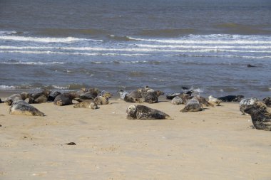 Plajlar Horsey, üreme üzerinde gri mühürler