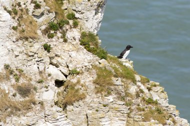 Kayalıklarla razorbill tezgahı
