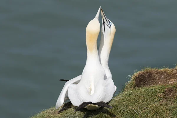 Gannets bempton kayalıklarla — Stok fotoğraf