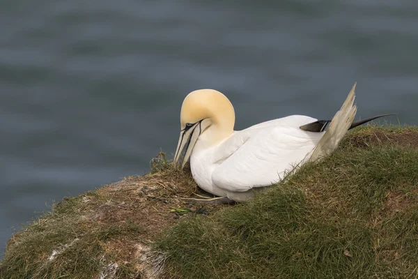 Gannet (Morus bassanus) — Stock Photo, Image