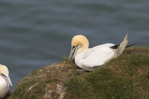 Gannet (Morus bassanus) ) — Foto de Stock