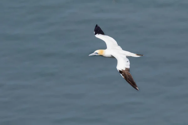 Gannet (Morus bassanus) — Stock Photo, Image