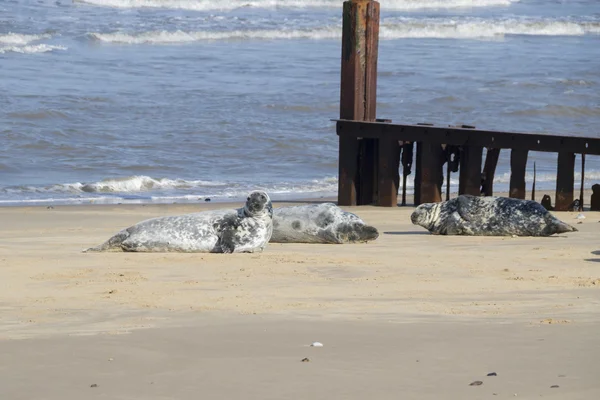 Grey seals on breeding beaches at Horsey — Stock Photo, Image