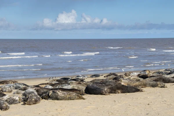 Plajlar Horsey, üreme üzerinde gri mühürler — Stok fotoğraf