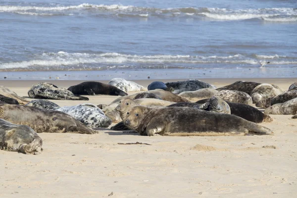 Grey seals on breeding beaches at Horsey — Stock Photo, Image