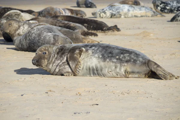 Grey seals on breeding beaches at Horsey — Stock Photo, Image