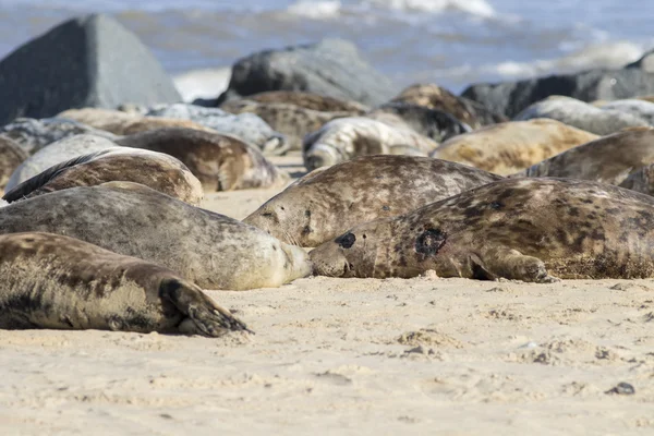 Grey seals on breeding beaches at Horsey — Stock Photo, Image