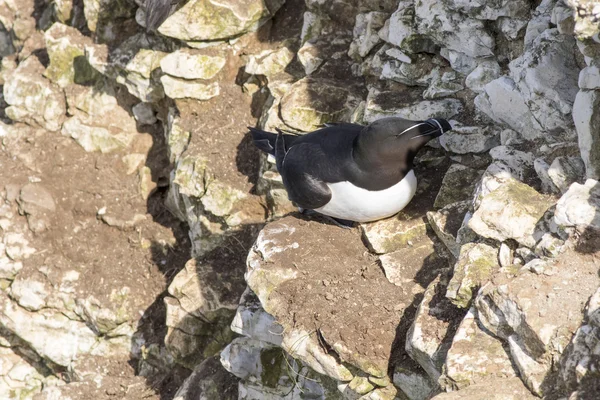 Razorbill stands at cliffs — Stock Photo, Image