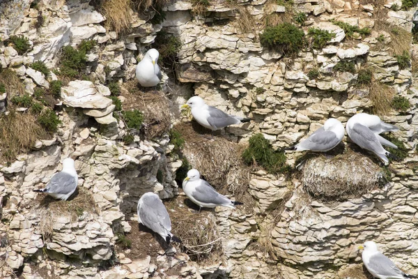 Kittiwake aves en acantilados — Foto de Stock