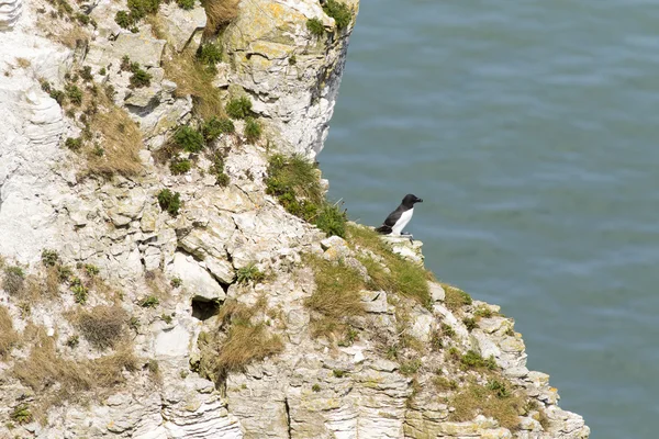 Razorbill stands at cliffs — Stock Photo, Image