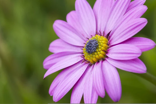 Schönes rosa Gänseblümchen — Stockfoto