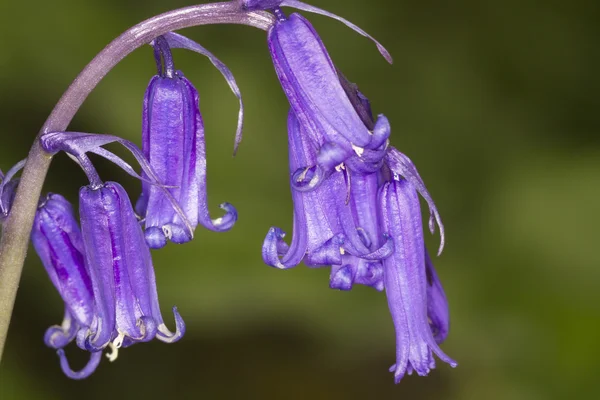 Bluebell — Stockfoto