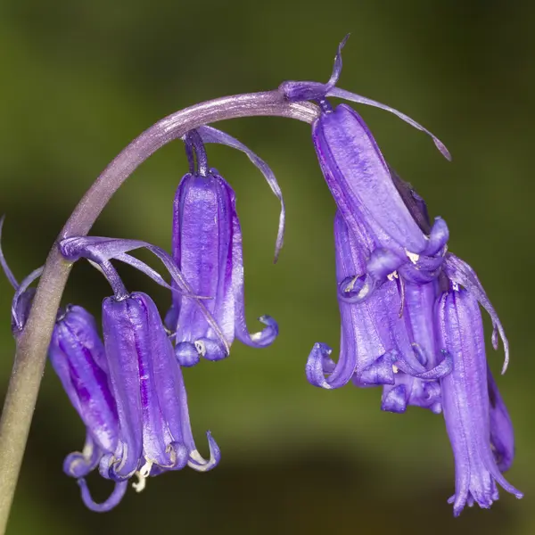 Lila bluebell blommor — Stockfoto