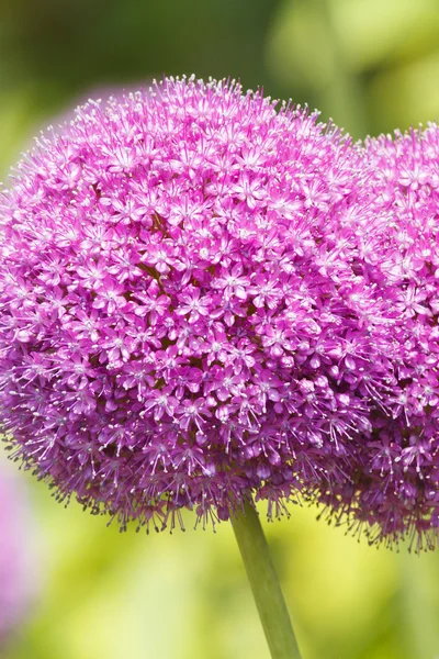 Hermosas flores de Allium púrpura — Foto de Stock