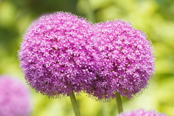 ネギの花 — ストック写真