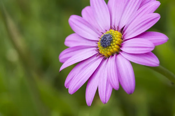 Beautiful Pink daisy — Stock Photo, Image