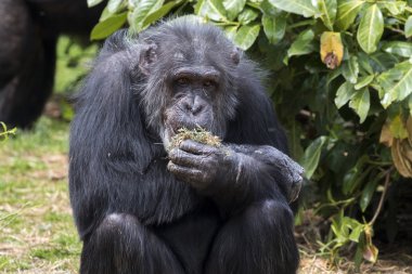 Chimpanzee holds grass. clipart