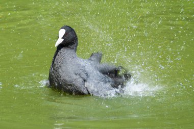 Avrasya Ördeği (Fulica atra)