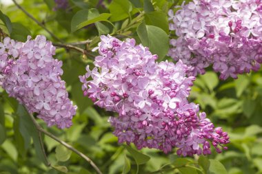 Leylak (Syringa vulgaris bush) 