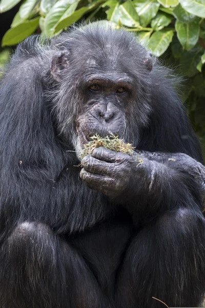 Chimpancé — Foto de Stock