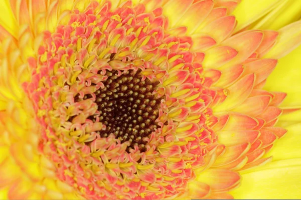 Gerbera — Foto Stock