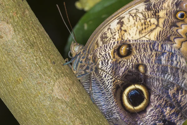 Rieseneulen-Schmetterling — Stockfoto