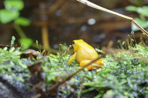 Golden Dart Frog — Stock Photo, Image