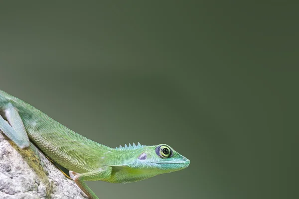 绿色的凤头的蜥蜴 — 图库照片