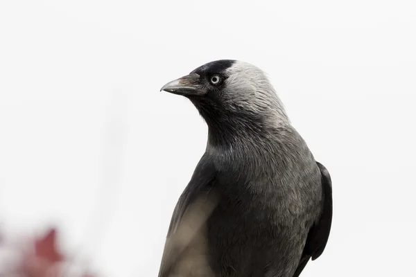 Casaco (Corvus monedula ) — Fotografia de Stock