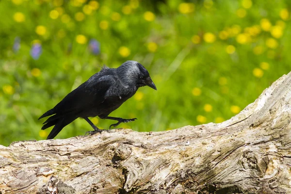 Taccola (corvus monedula) — Foto Stock