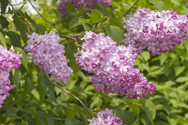 Lilac bush (Syringa vulgaris) — Stock Photo, Image