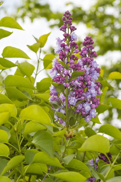 Lila bush (Syringa vulgaris) — Stockfoto