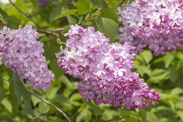 Leylak (Syringa vulgaris bush) — Stok fotoğraf